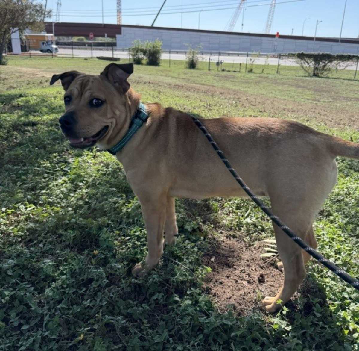 ACADIA - American Pit Bull Terrier available for adoption