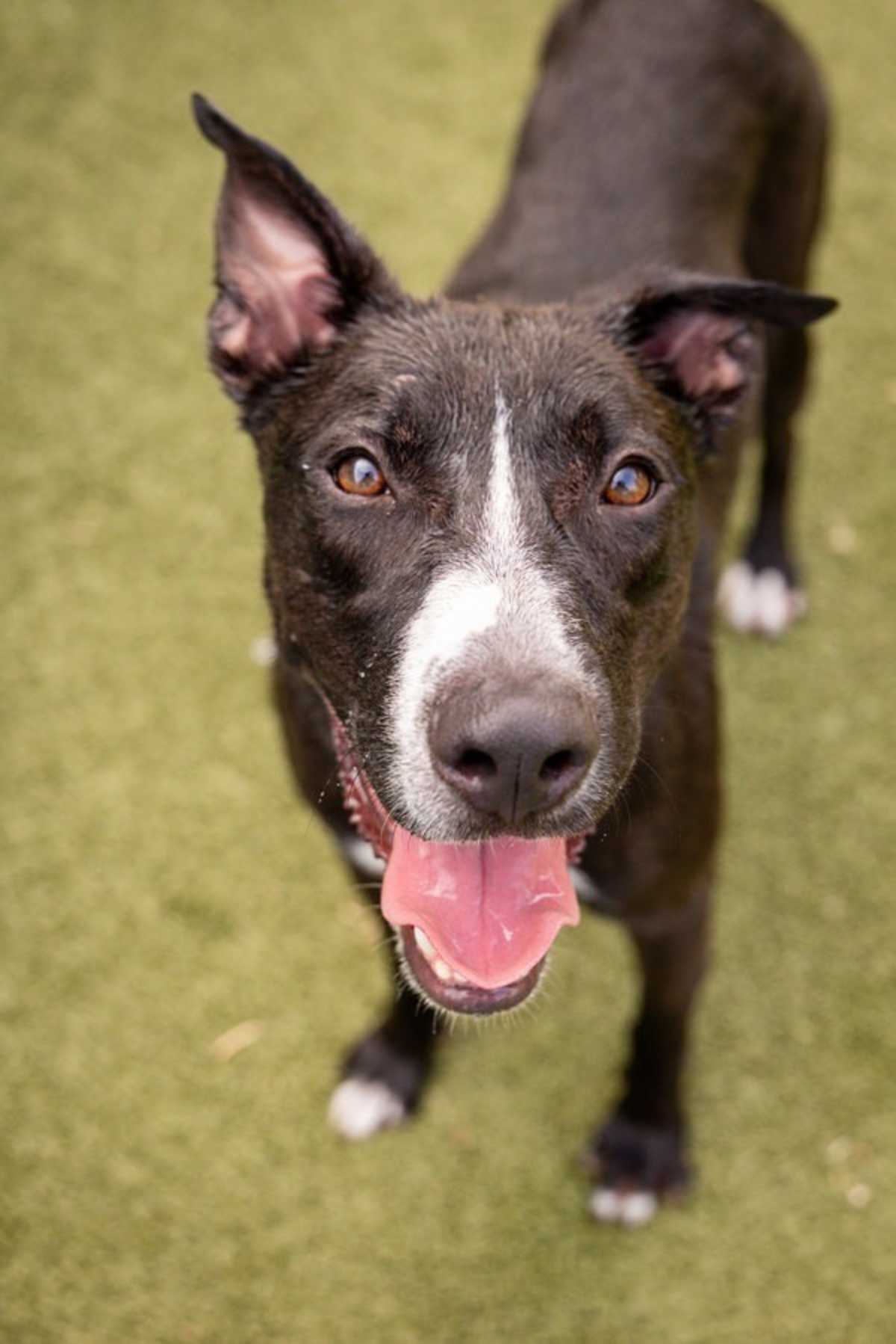 DRACO - Labrador Retriever available for adoption