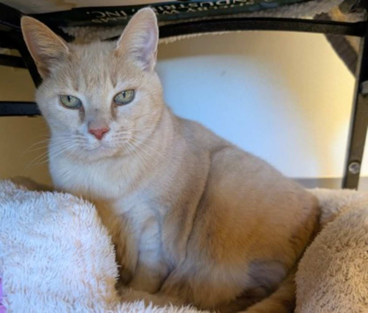LOLA - Domestic Shorthair available for adoption