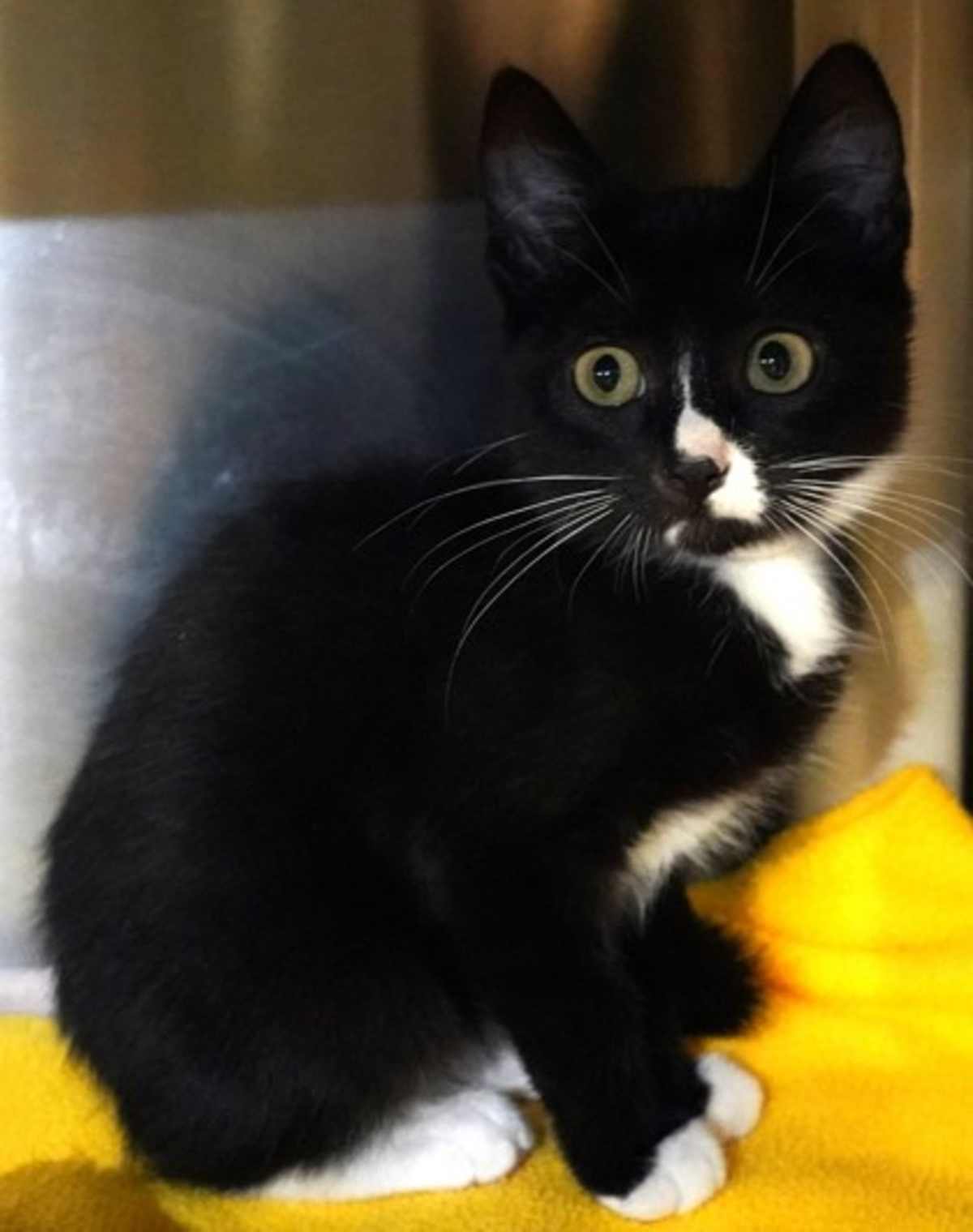 COLT - Domestic Shorthair available for adoption