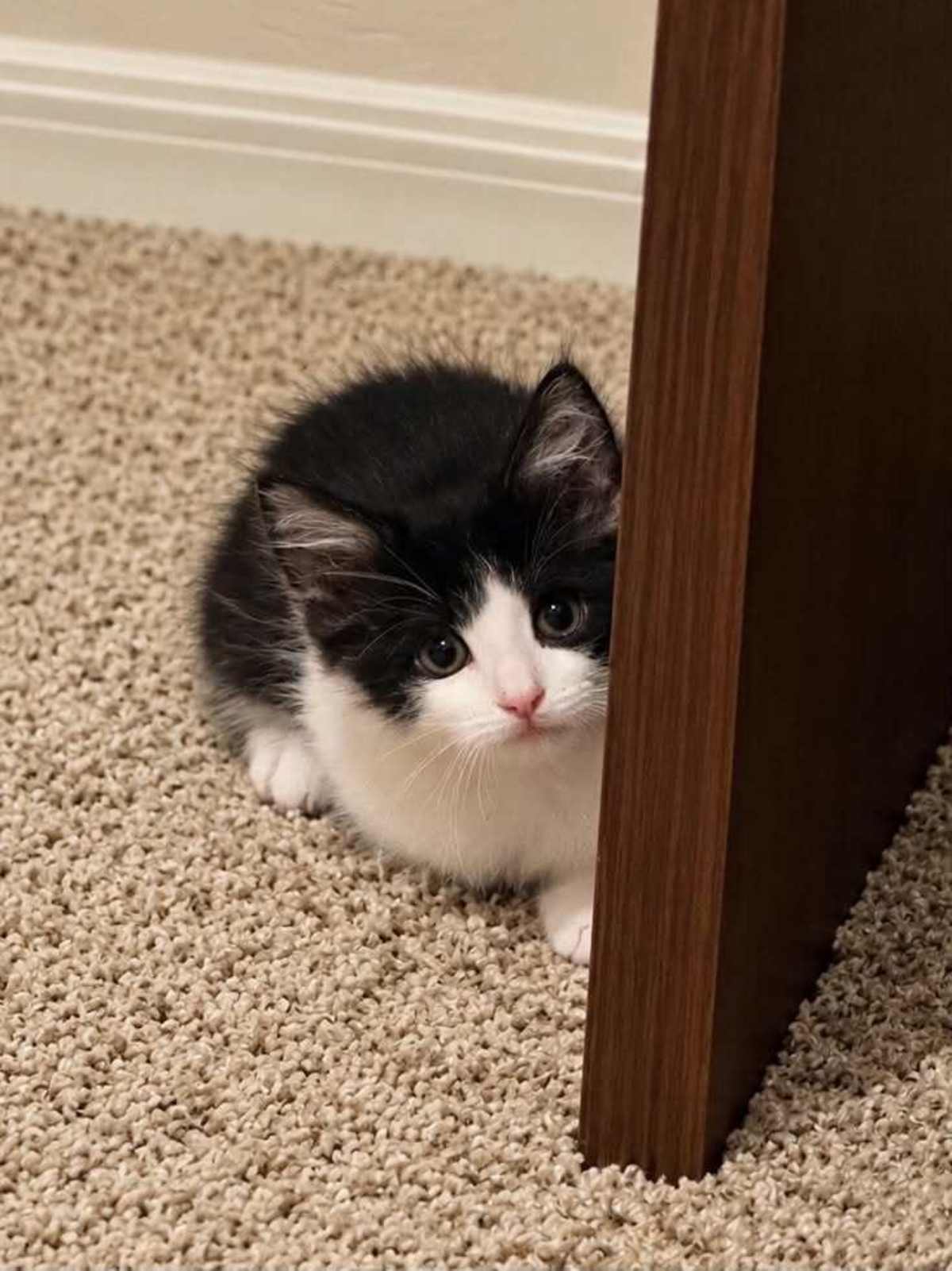 BUTTON 2 - Domestic Mediumhair available for adoption