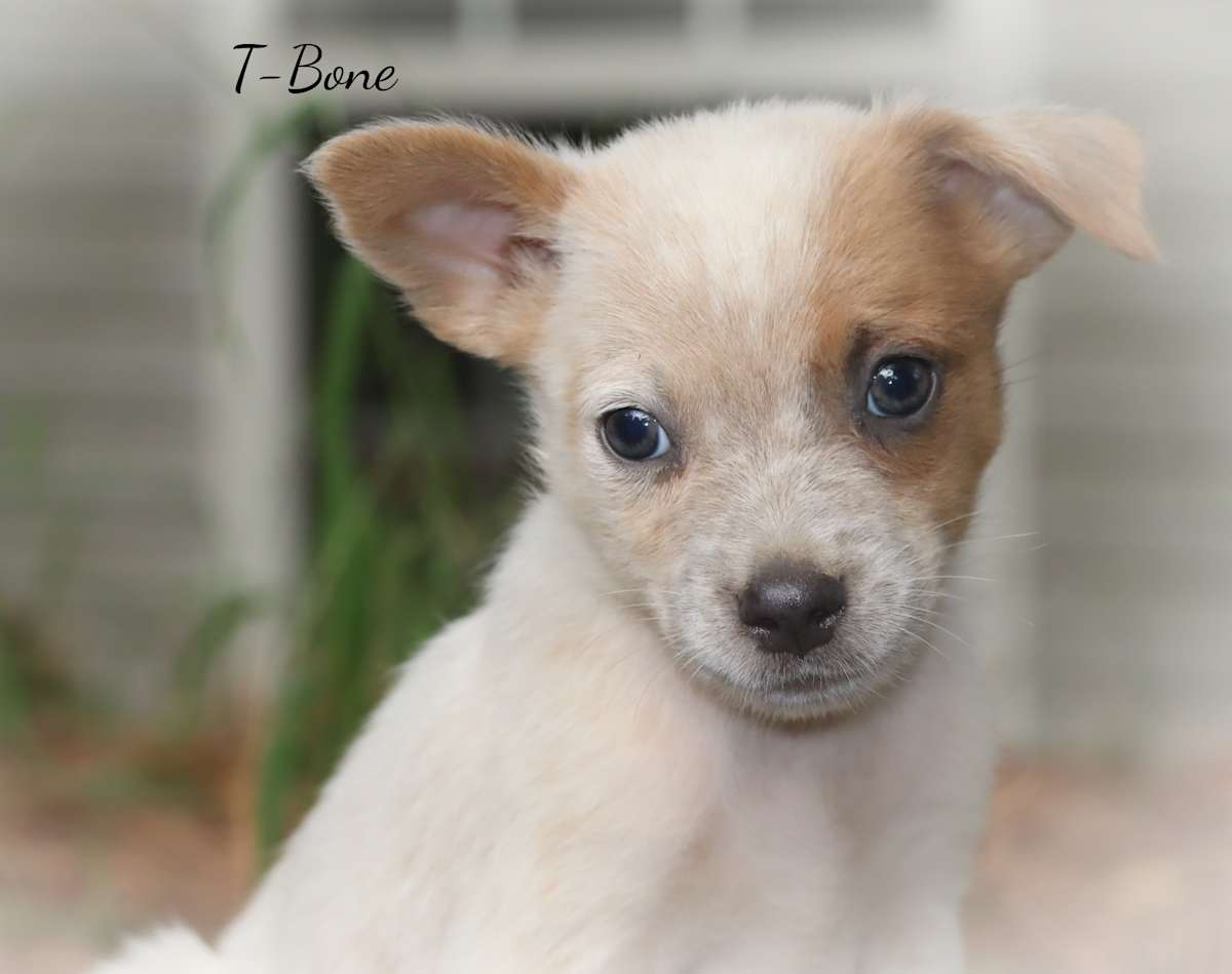 T BONE - Australian Cattle Dog available for adoption