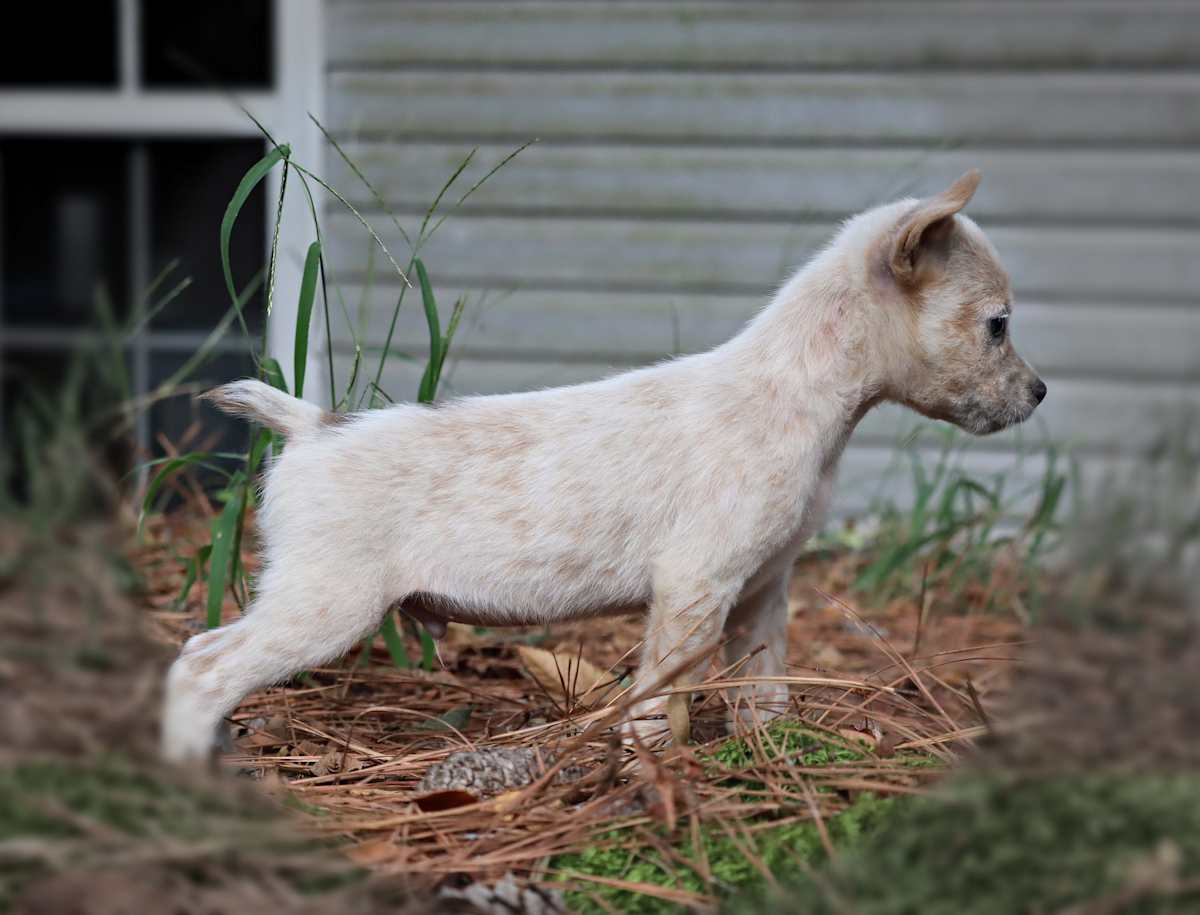 T BONE - Australian Cattle Dog available for adoption