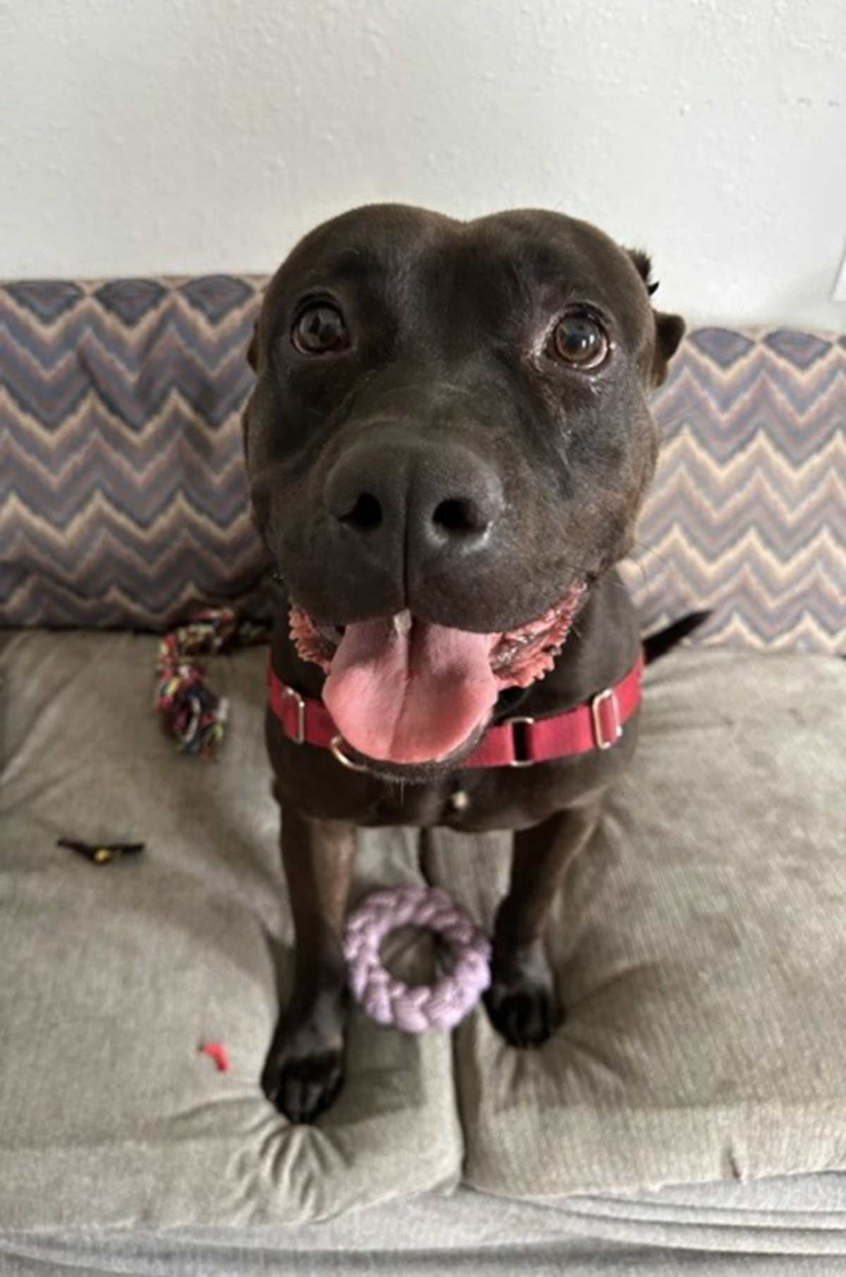 RADAR - American Pit Bull Terrier available for adoption