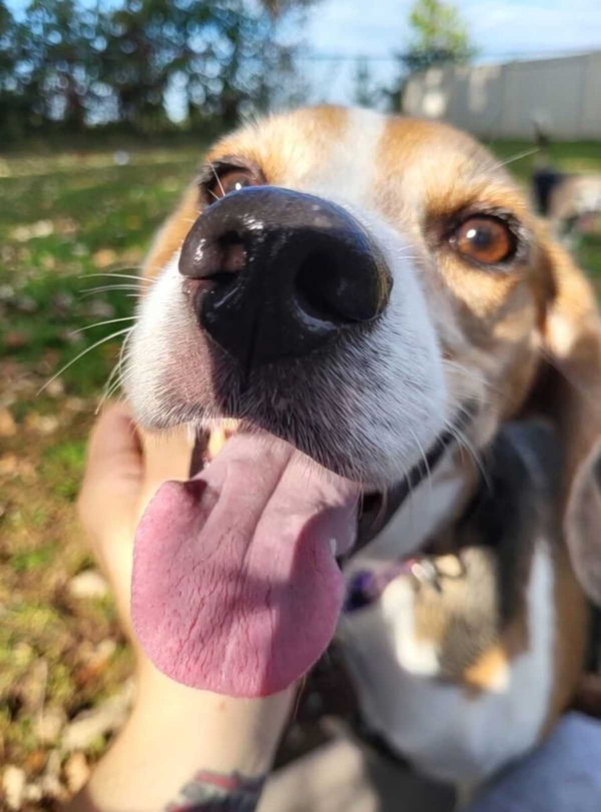 DOLLY - Beagle available for adoption
