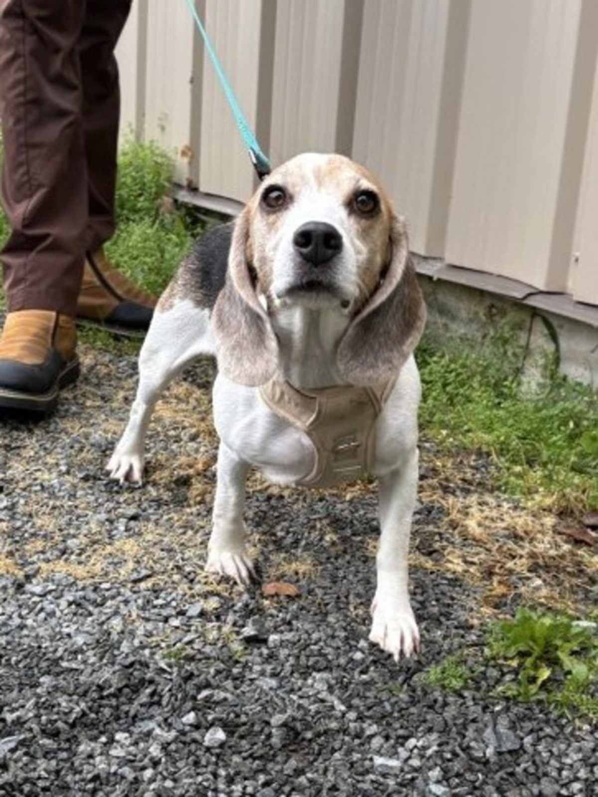 DOTTY - Beagle available for adoption
