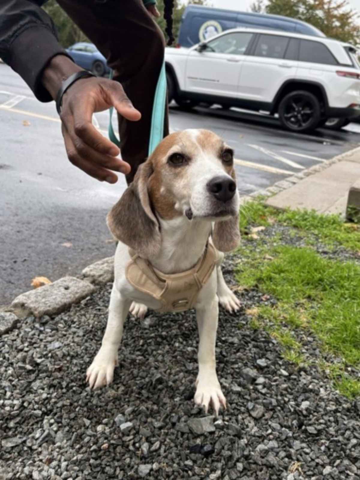 DOTTY - Beagle available for adoption