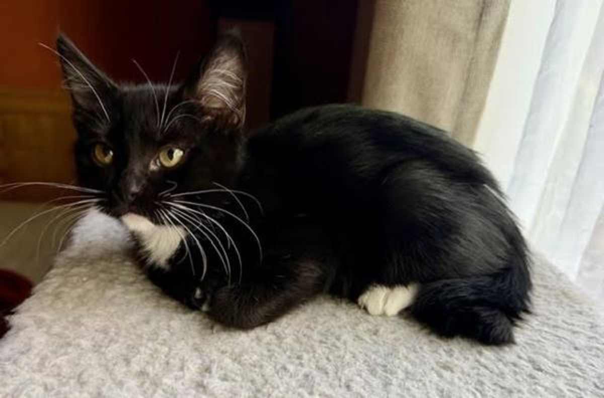 CLIFF - Domestic Shorthair available for adoption