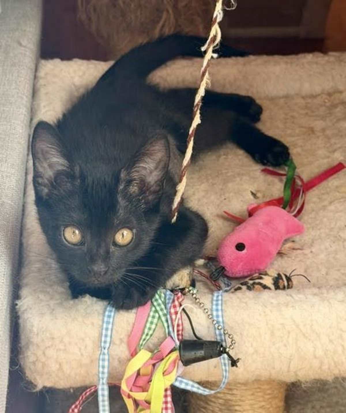 CARLA - Domestic Shorthair available for adoption