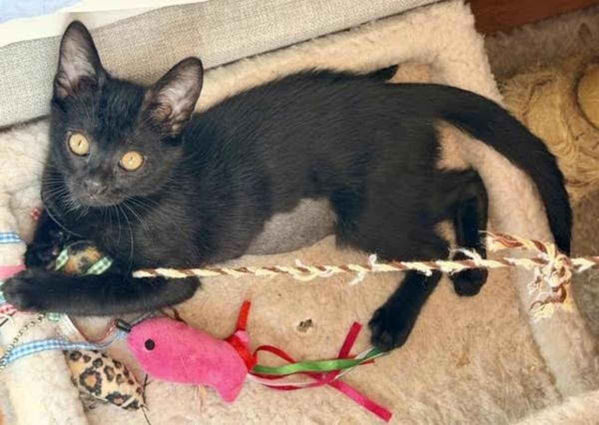 CARLA - Domestic Shorthair available for adoption