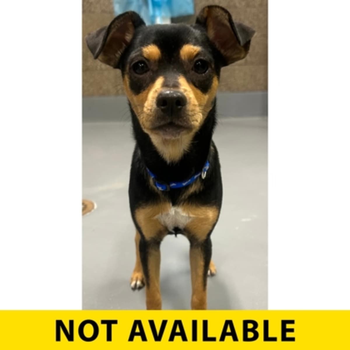 BERMUDA - Mixed Breed (Medium) available for adoption