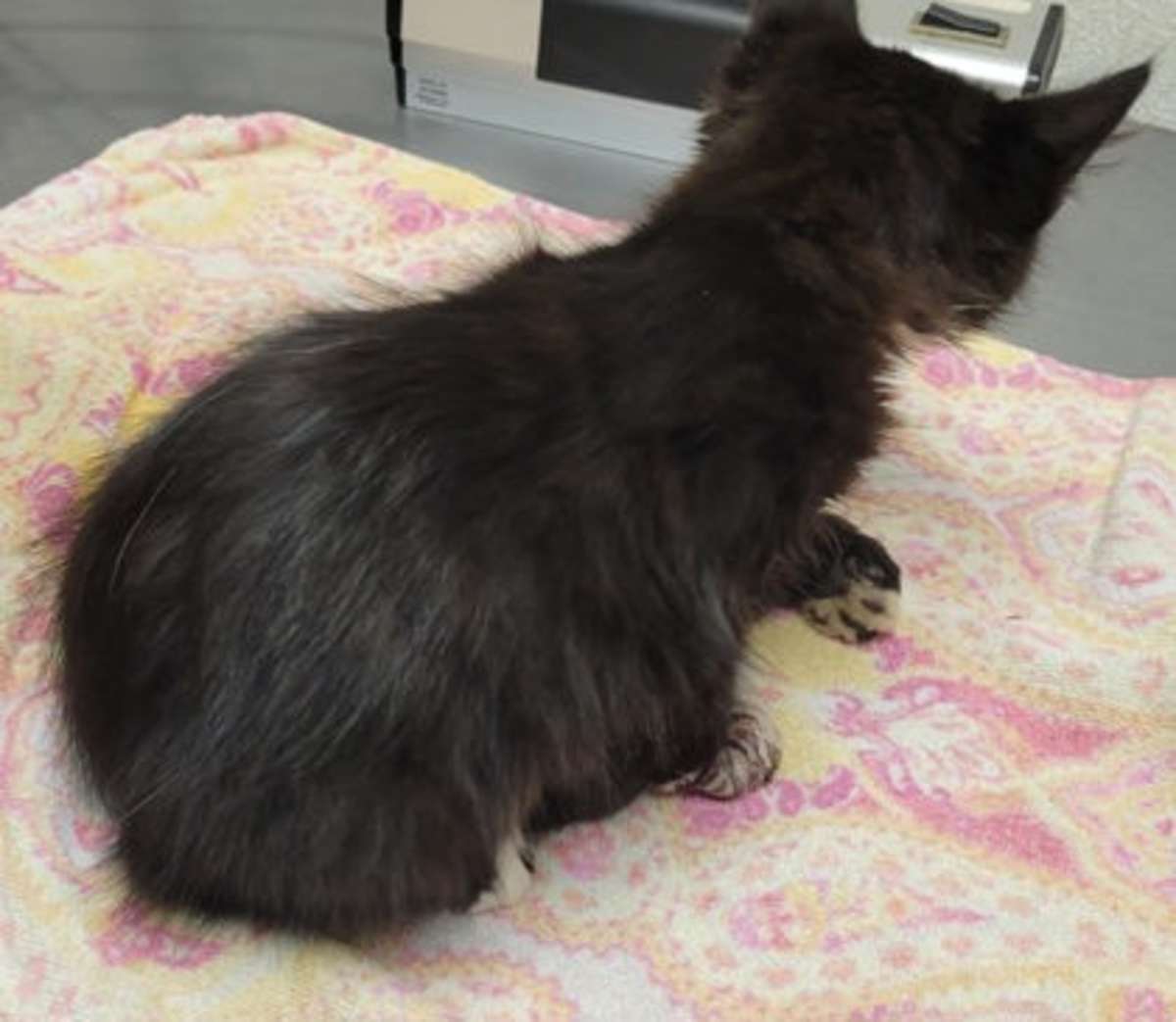 HITCH - Domestic Shorthair available for adoption