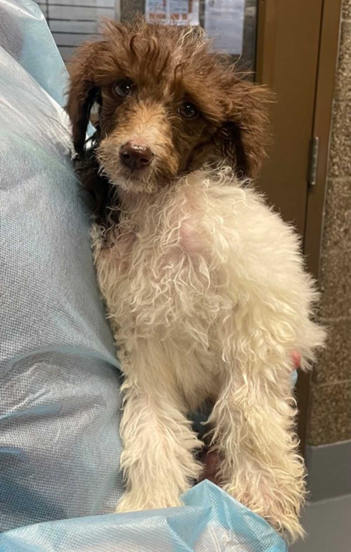 COOL CHARACTER - Poodle (Miniature) available for adoption