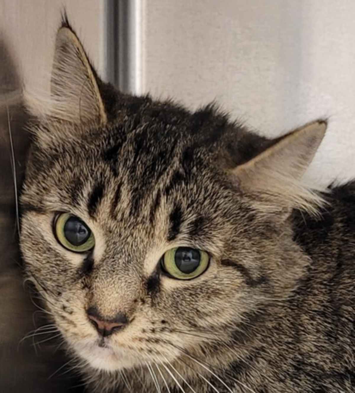 BABY MAMA - Domestic Mediumhair available for adoption