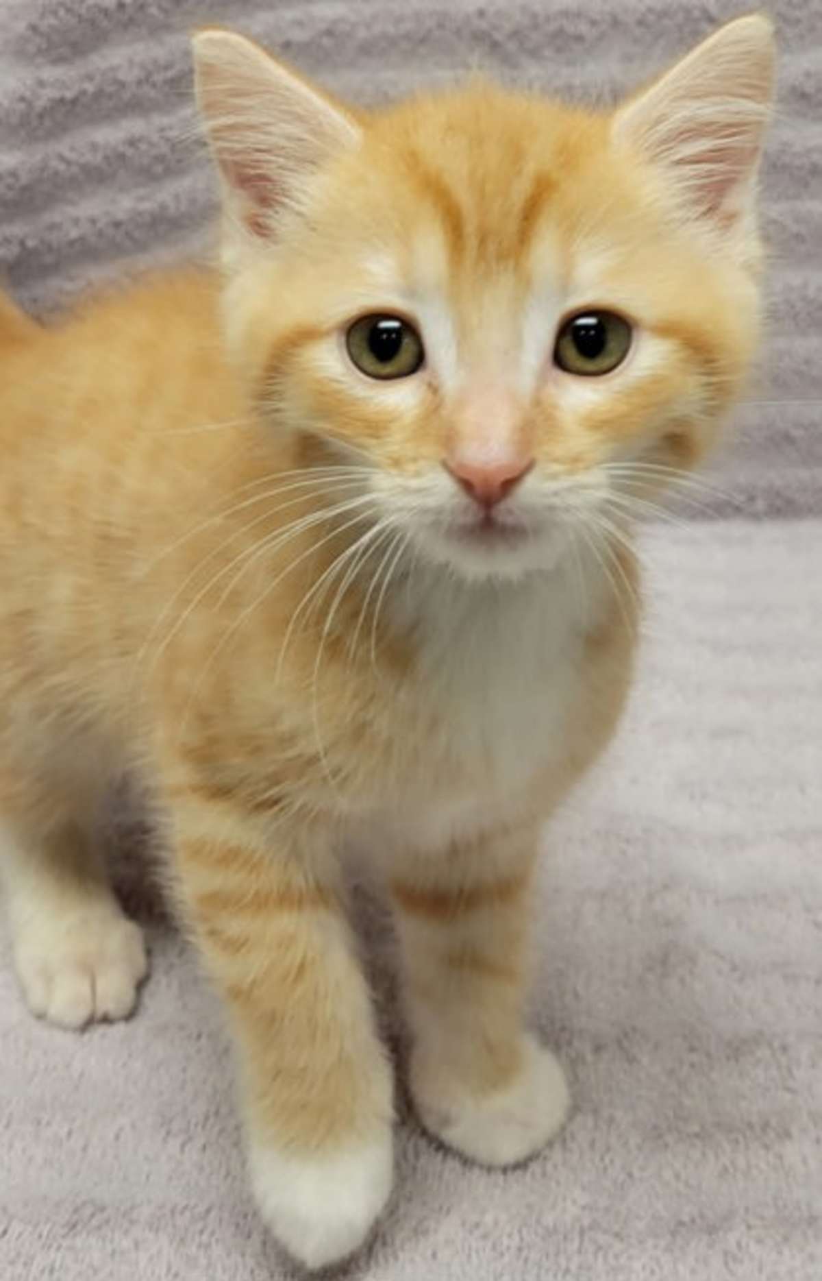 CHIEF - Domestic Shorthair available for adoption