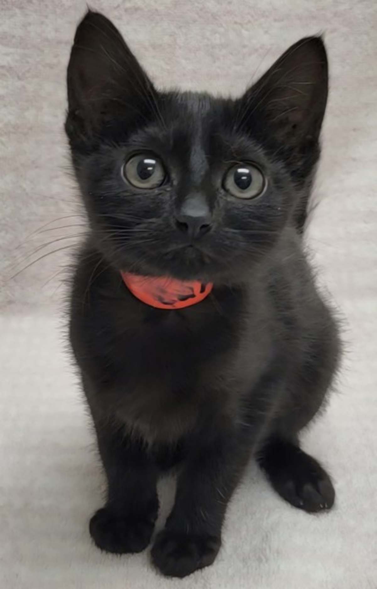 CARBON - Domestic Shorthair available for adoption