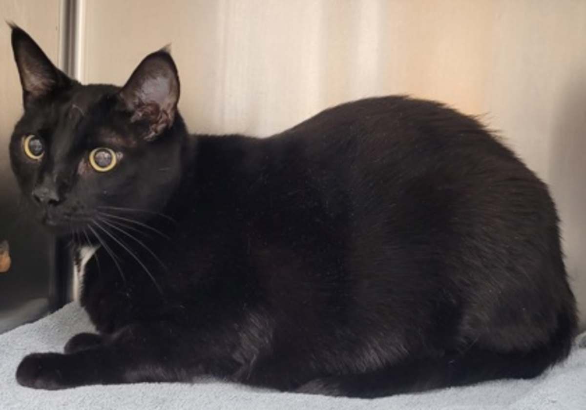 DOCTOR - Domestic Shorthair available for adoption