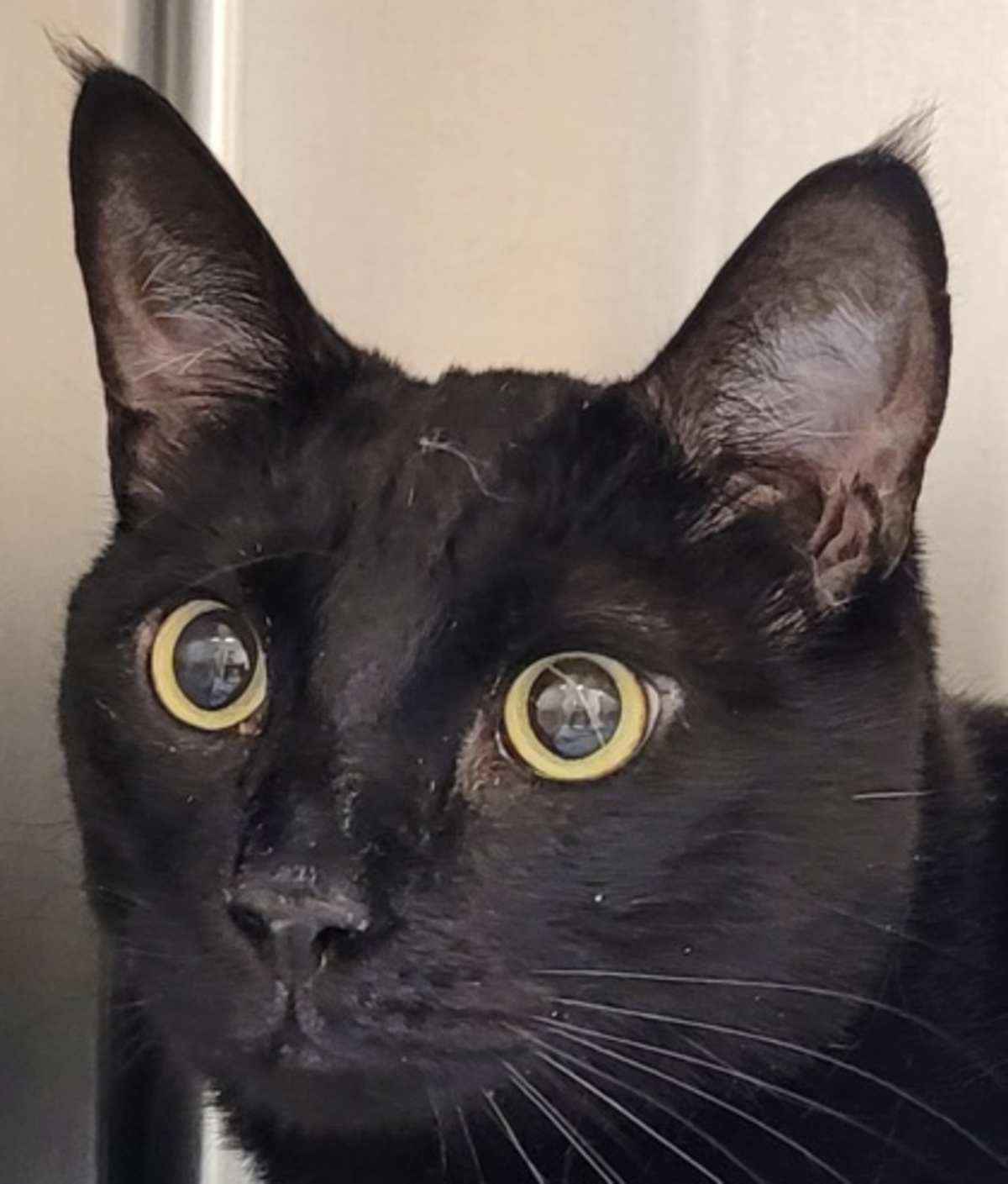 DOCTOR - Domestic Shorthair available for adoption