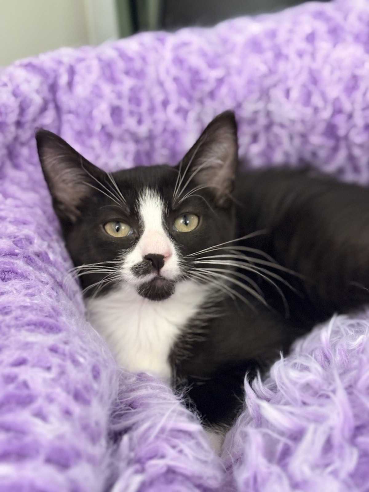 NORI (BONDED TO WONTON) - Domestic Shorthair available for adoption