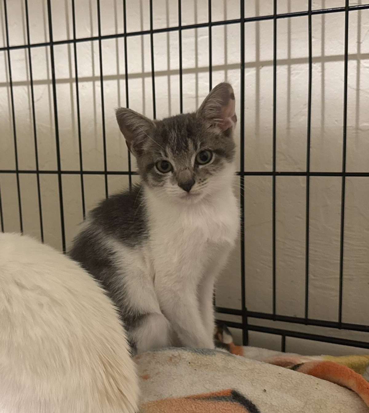 PISTACHIO 2 - Domestic Shorthair available for adoption