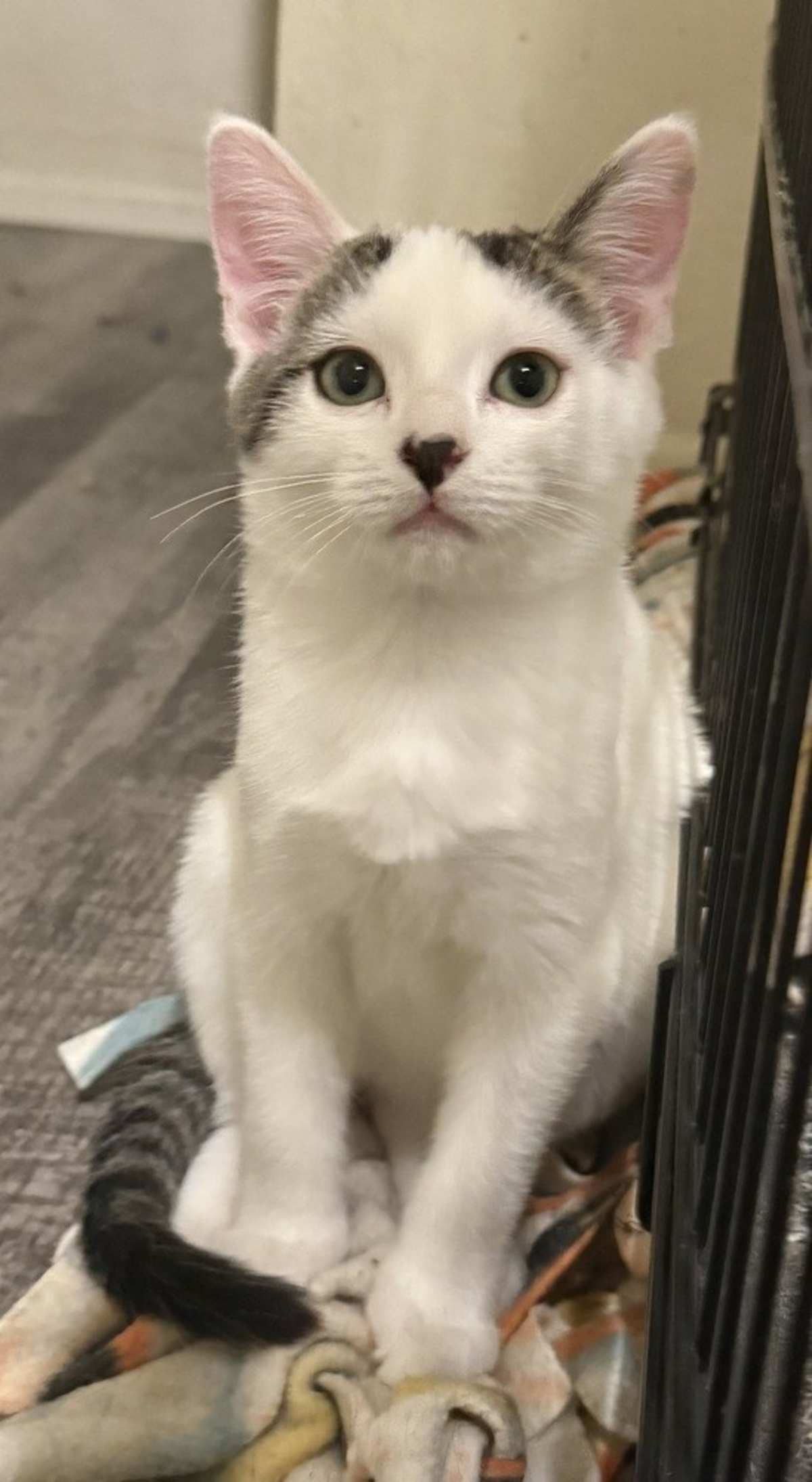 MACADAMIA 2 - Domestic Shorthair available for adoption