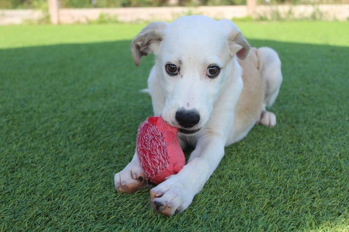 BONFIRE - Hound (Unknown Type) / Mixed Breed (Medium) available for adoption
