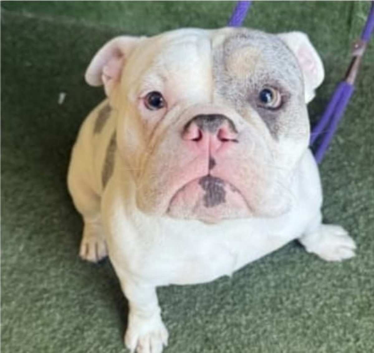 SHERMAN KLUMP - English Bulldog available for adoption