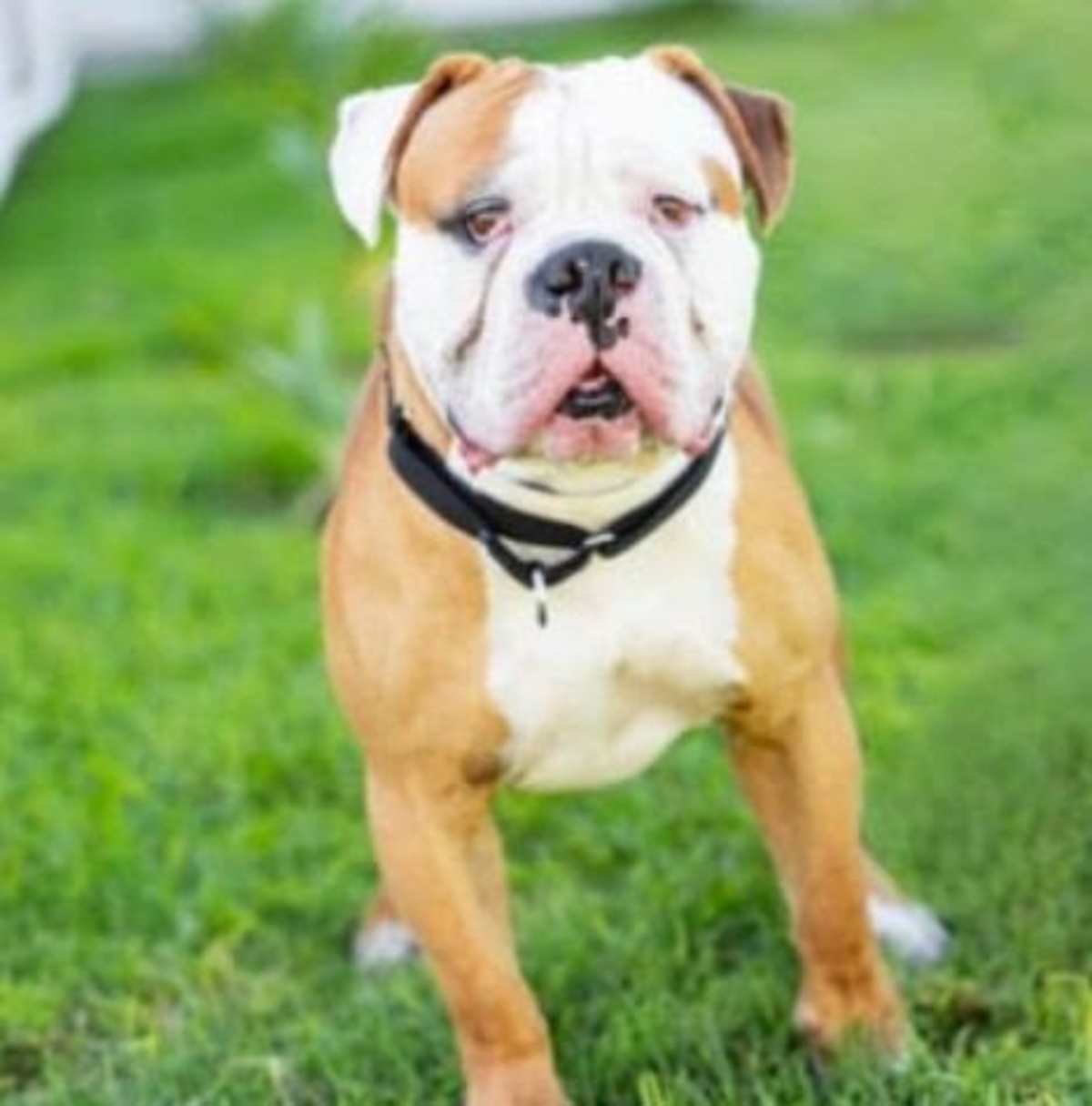 UNO - American Bulldog available for adoption