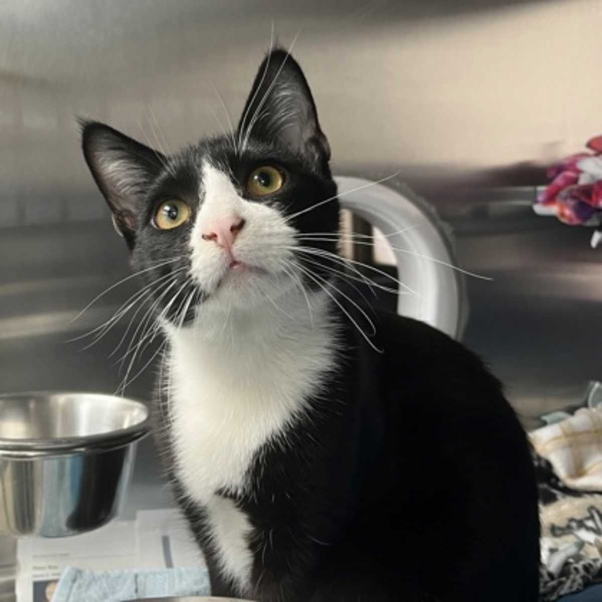 EMINEM - Domestic Shorthair available for adoption