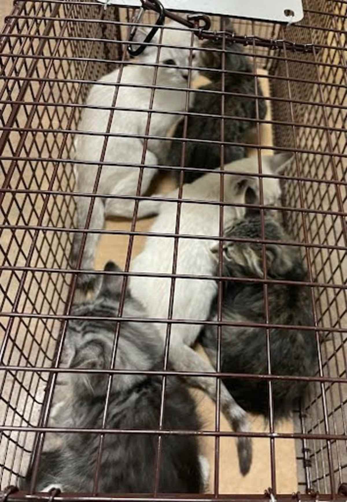CRAB APPLE - Domestic Longhair available for adoption