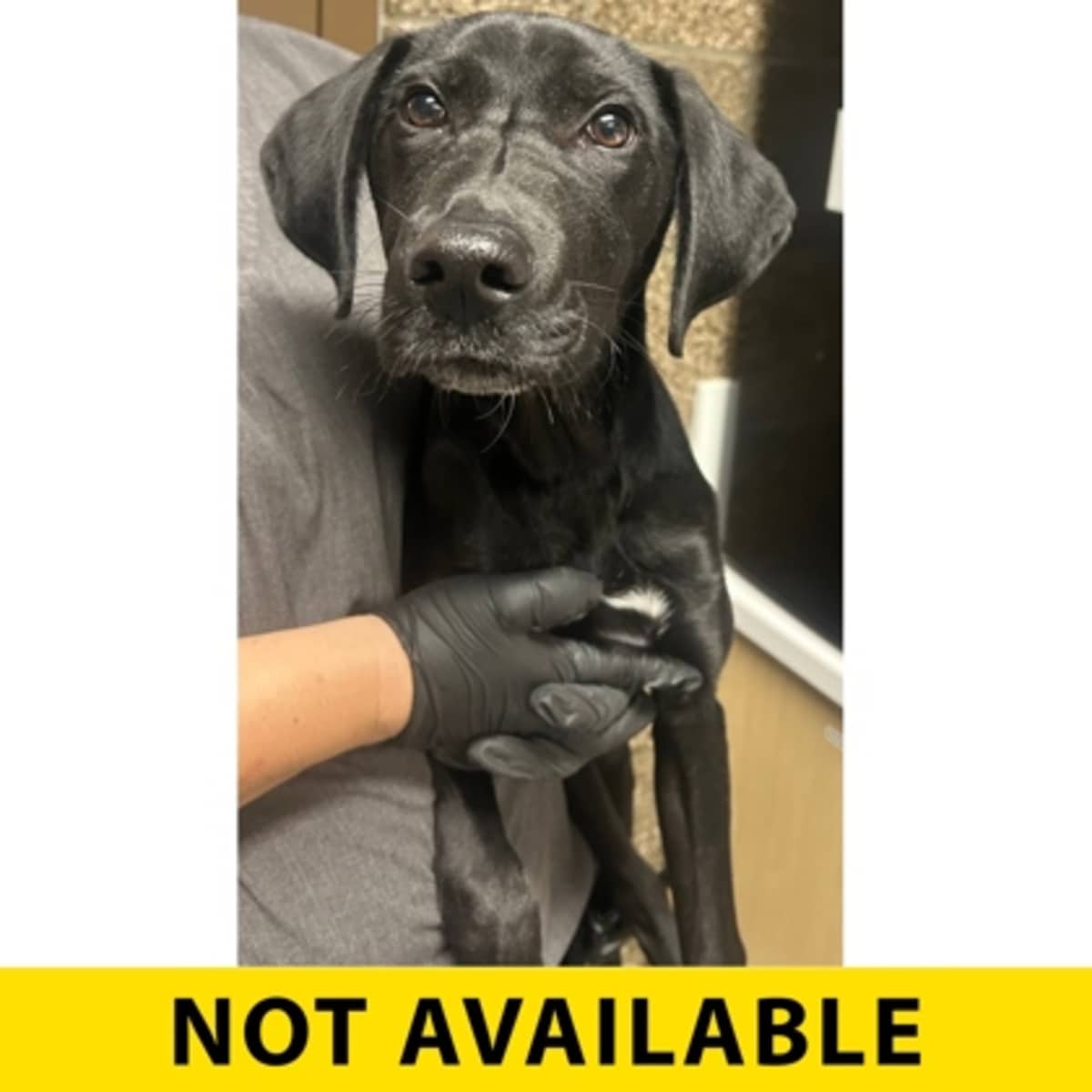 BIBBLES - Mixed Breed (Medium) available for adoption