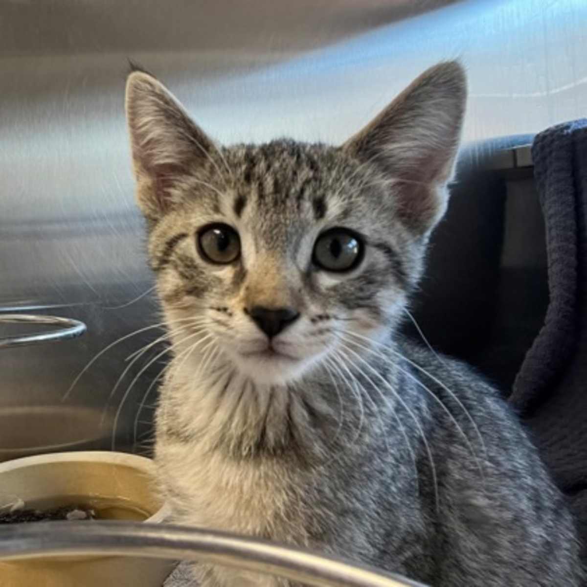 CHEVY SPARK - Domestic Shorthair available for adoption