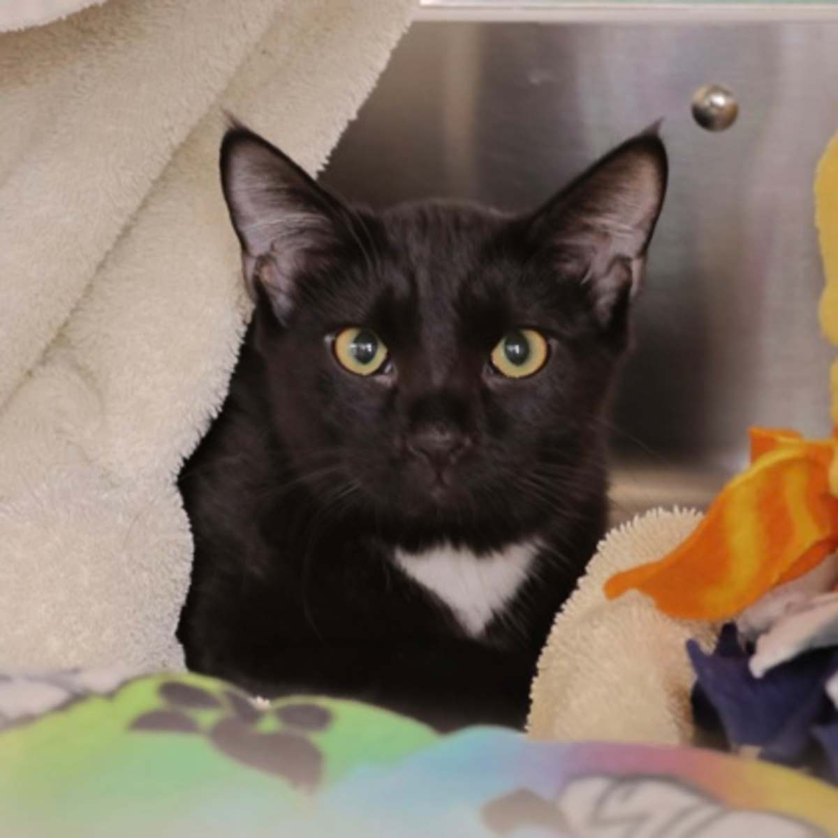 CHRISTINA AGUILERA - Domestic Shorthair available for adoption