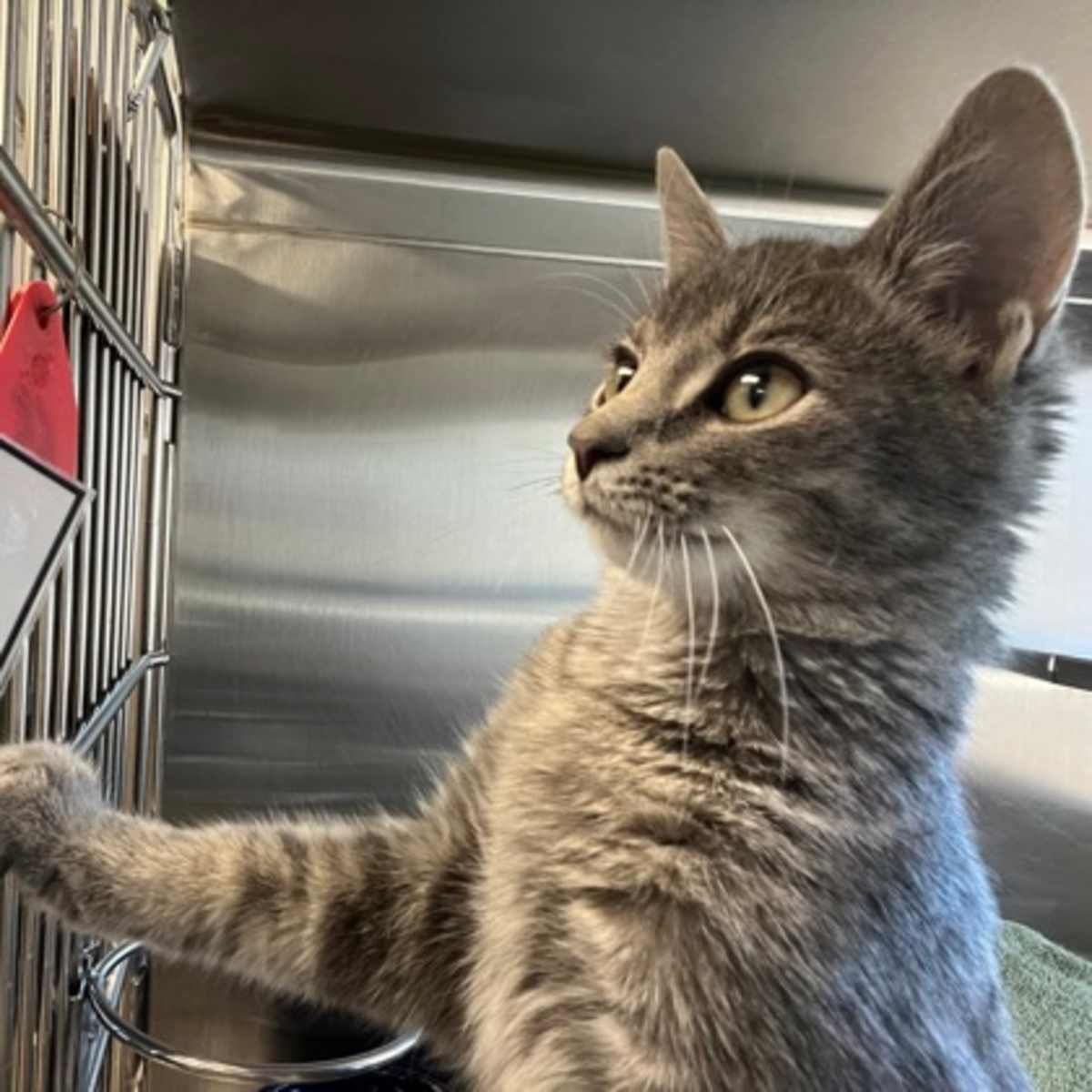 DRIFT - Domestic Shorthair available for adoption