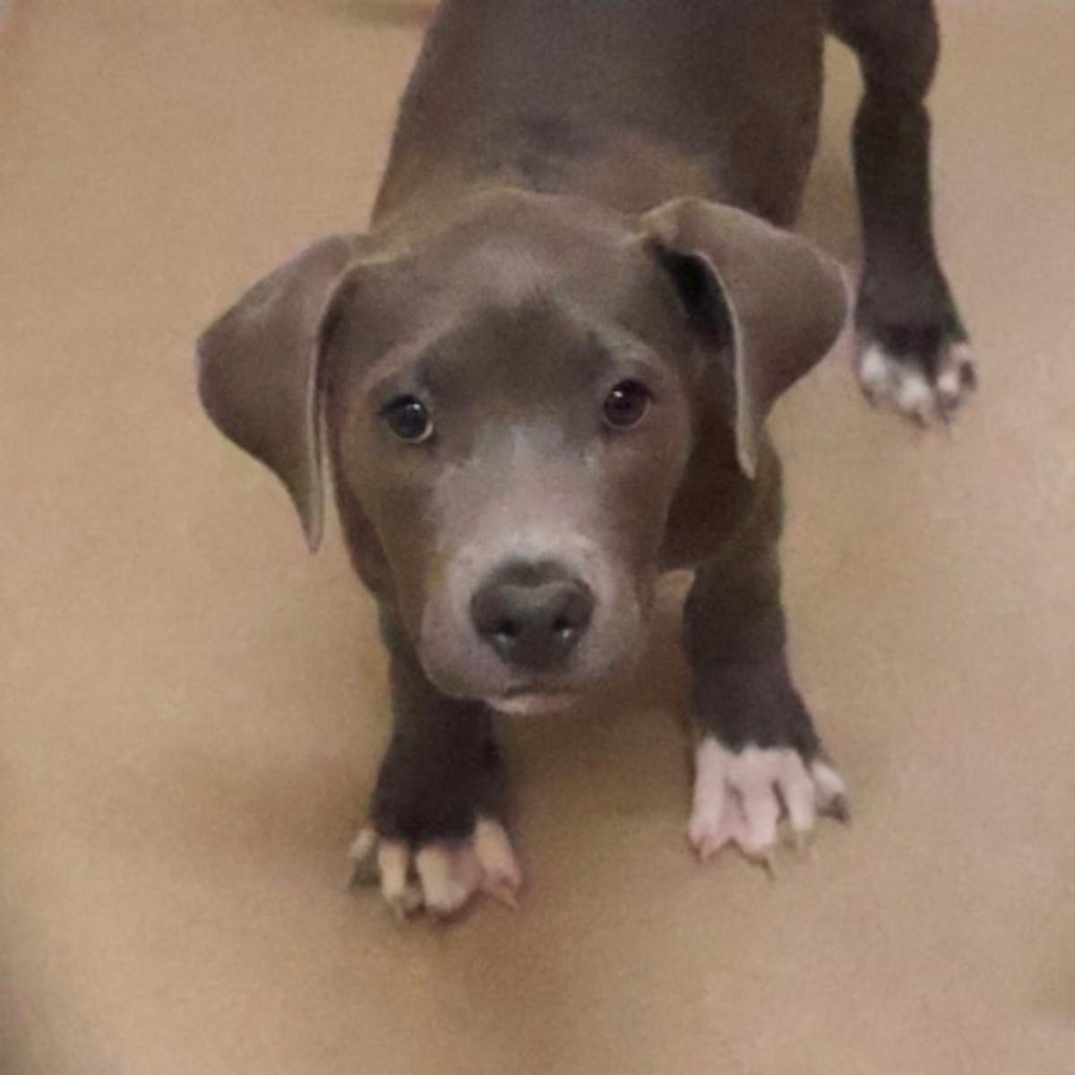 BELINDA - Hound (Unknown Type) available for adoption