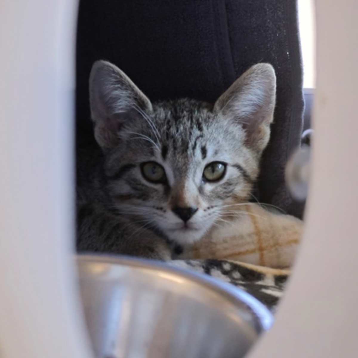CHEVY SPARK - Domestic Shorthair available for adoption