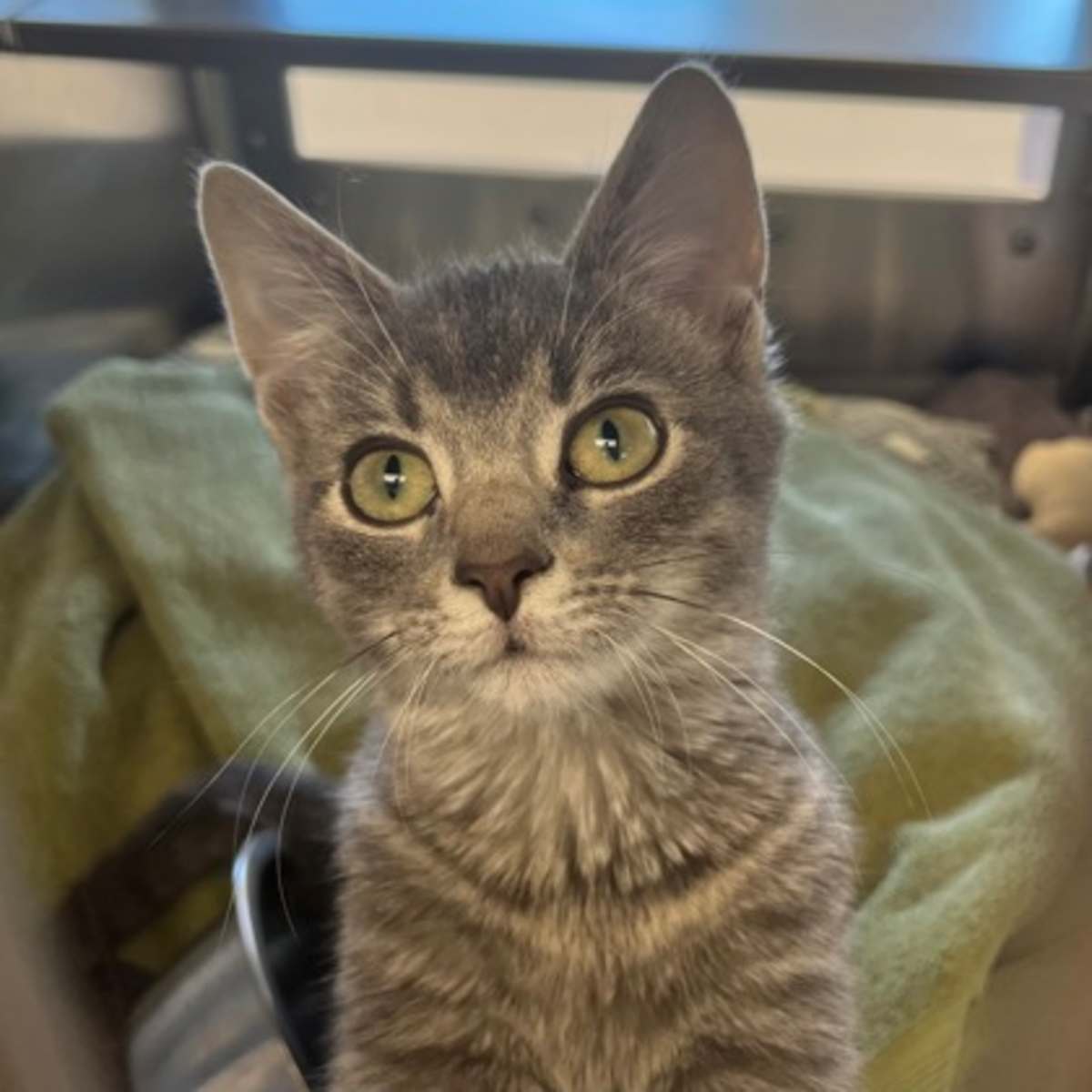 DRIFT - Domestic Shorthair available for adoption