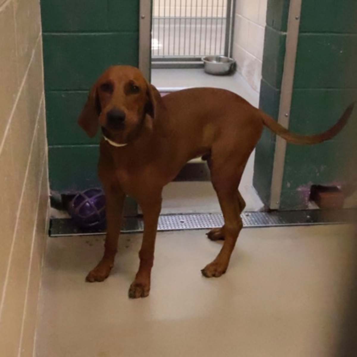 BUCKY - Redbone Coonhound available for adoption