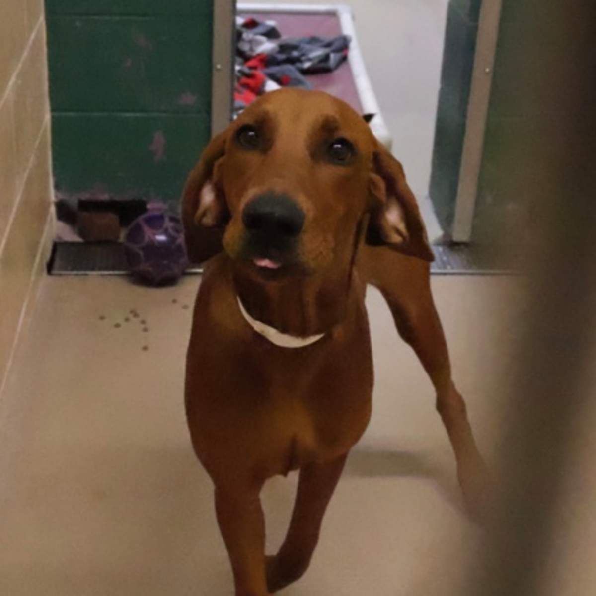 BUCKY - Redbone Coonhound available for adoption
