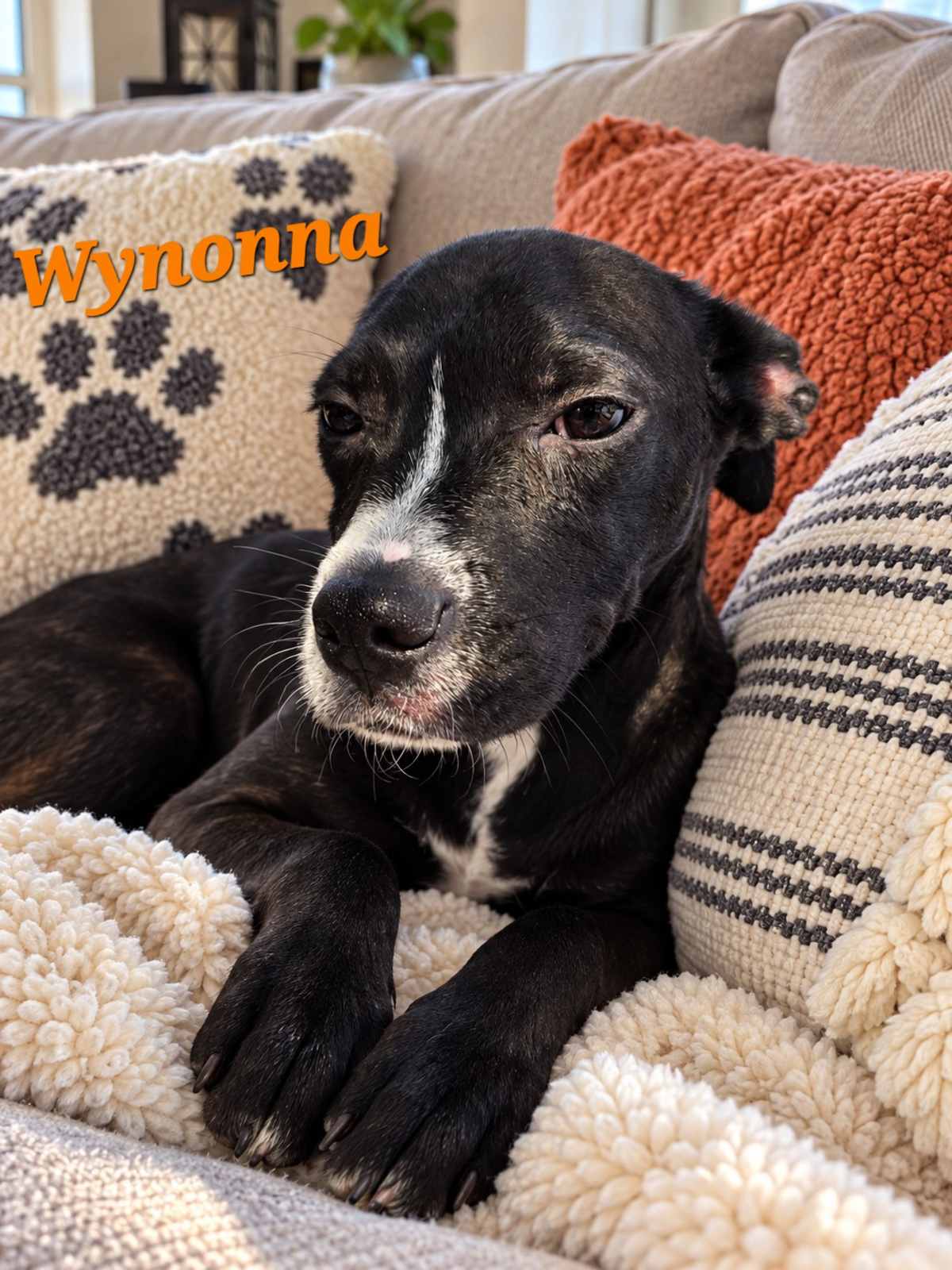 WYNONA - American Pit Bull Terrier / Boxer available for adoption