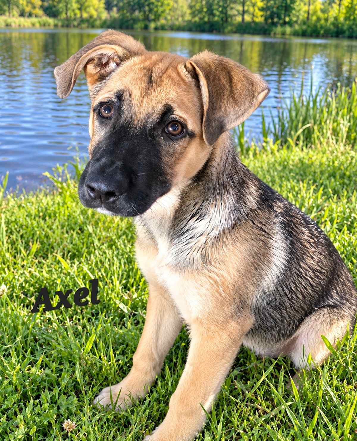 AXEL - German Shepherd Dog available for adoption
