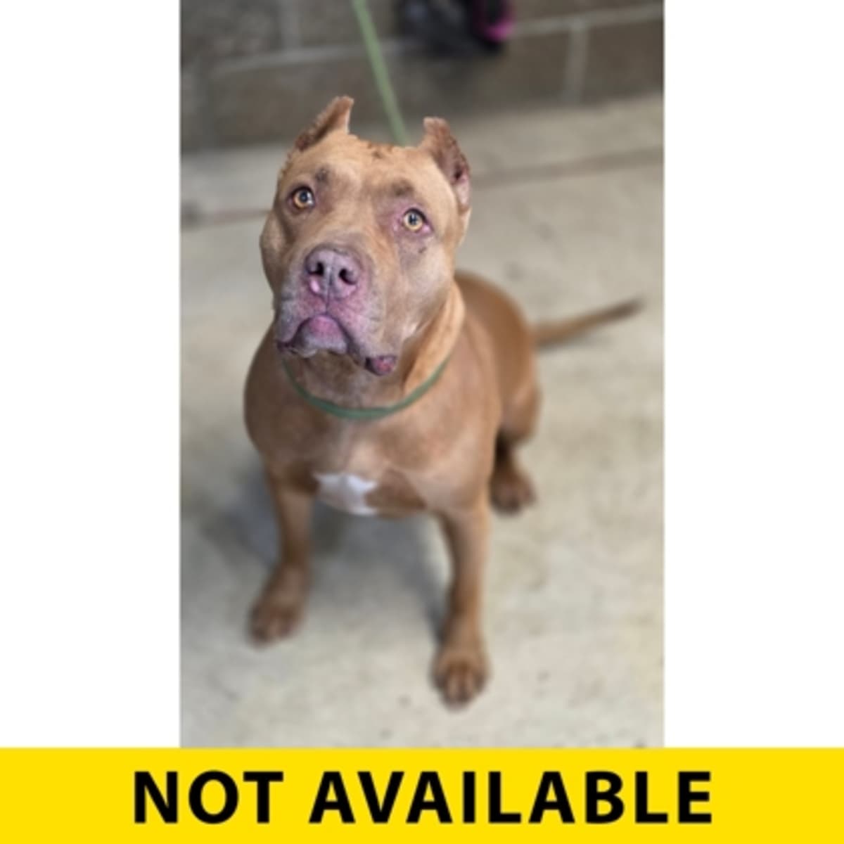 BREAKFAST IN PARIS - American Pit Bull Terrier available for adoption