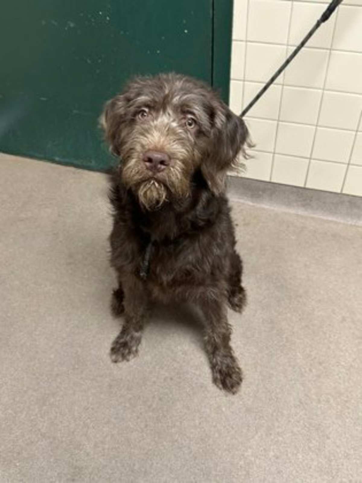 BASIL - Poodle (Standard) available for adoption
