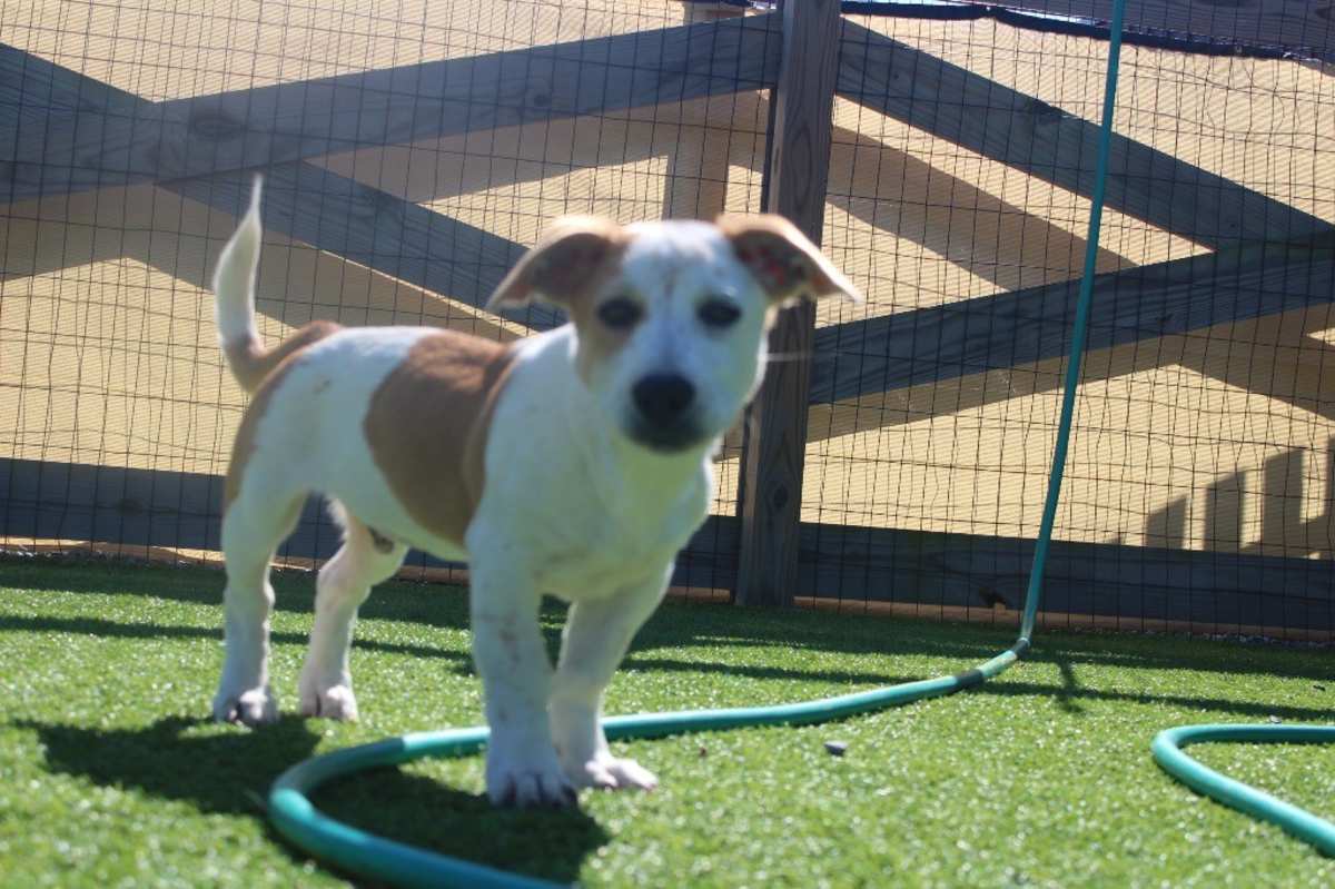 SCARECROW - Basset Hound / Cattle Dog available for adoption