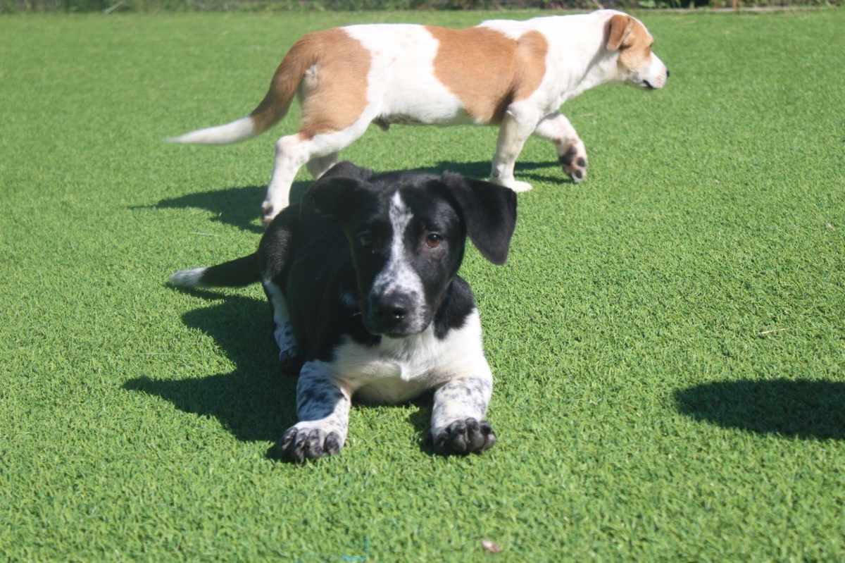 CORN MAZE - Basset Hound / Cattle Dog available for adoption