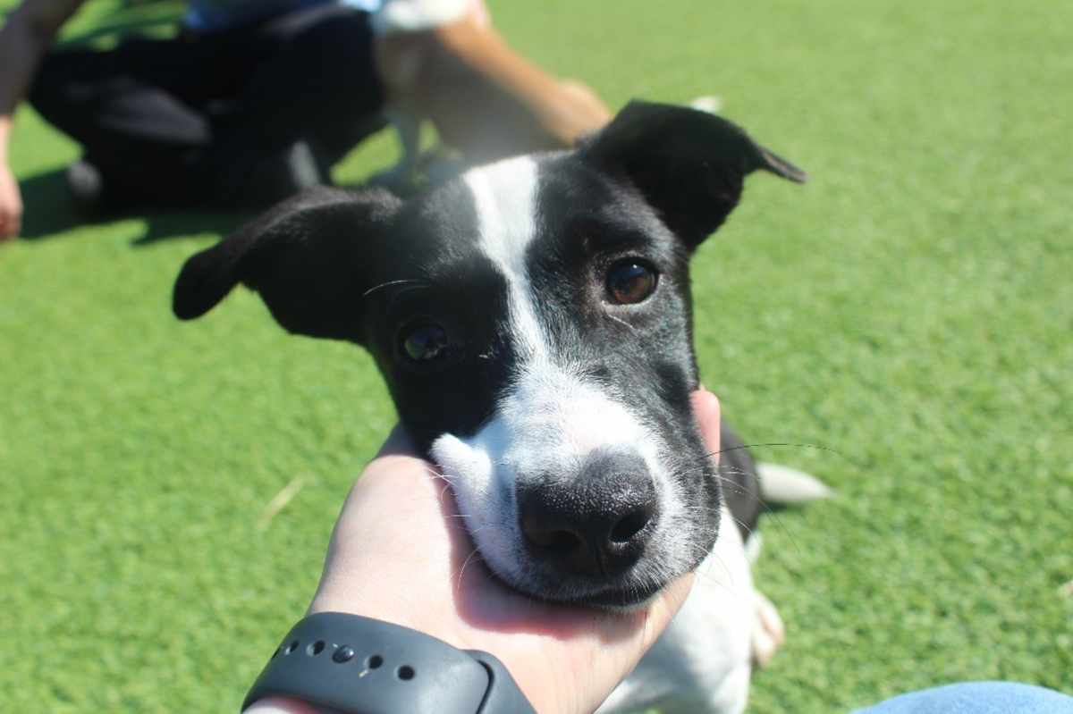 APPLE CIDER - Basset Hound / Cattle Dog available for adoption