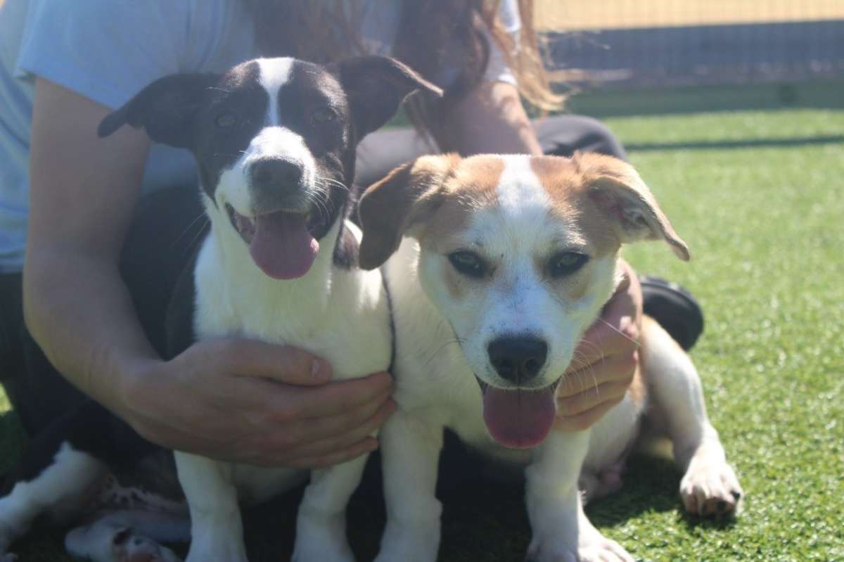 APPLE CIDER - Basset Hound / Cattle Dog available for adoption