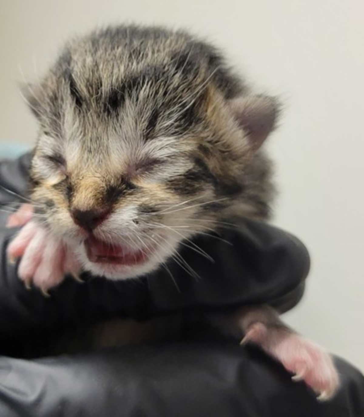 CHOLULA - Domestic Shorthair available for adoption