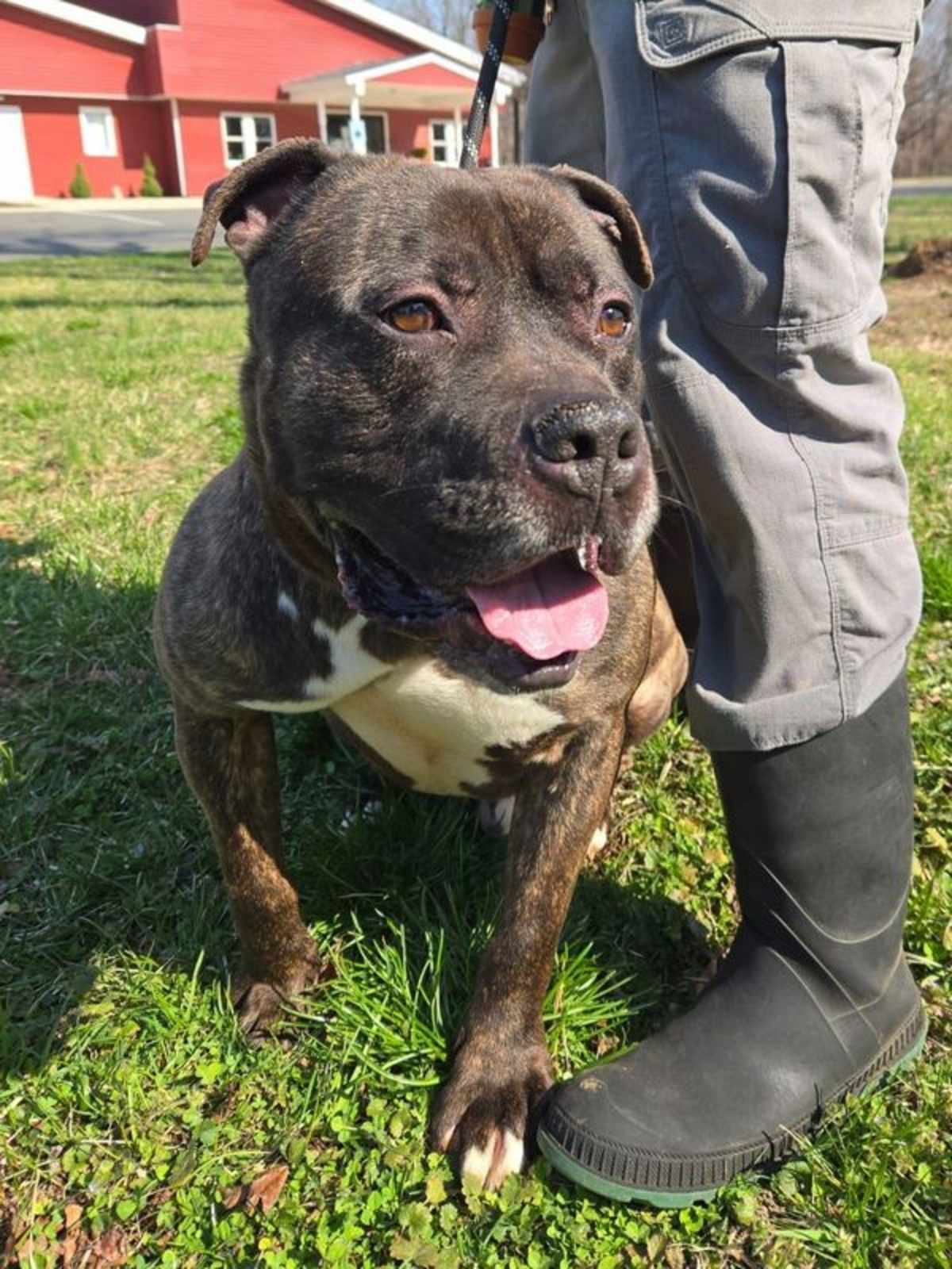 LEE (BULLI) - Mastiff / Pit Bull Terrier available for adoption