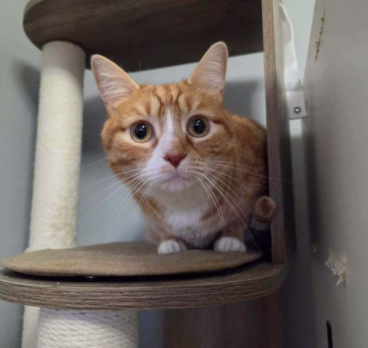 BABY OJ (AKA RANGER) - Domestic Shorthair available for adoption